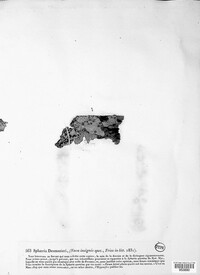 Rosellinia desmazieri image